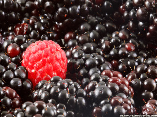 Blackberries red berry top bunch - top of them free wallpaper for desktop