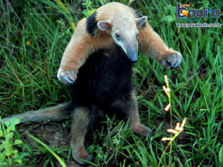 Small animal hind legs grass - its hind leg free wallpaper