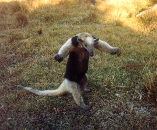 Dog playing frisbee grass sunlight - the grass outside free wallpaper