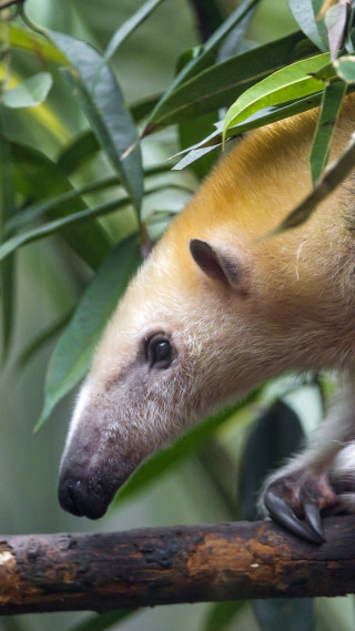 Small animal branch leaves camera - amédée ozenfant free wallpaper for mobile