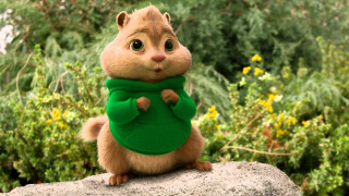 Stuffed squirrel green sweater rock - a green scarf free wallpaper