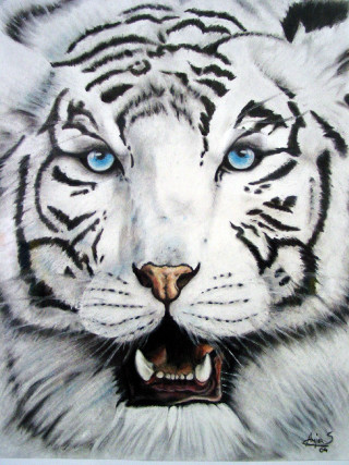 White tiger blue eyes white - blue eye free wallpaper for mobile