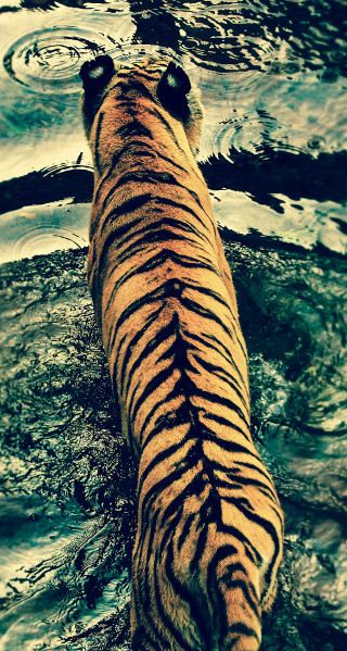 Tiger walking water sky clouds - animal photography free wallpaper for mobile