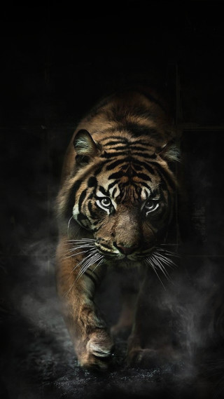 Tiger walking dark smoke mouth - animal photography free wallpaper for mobile