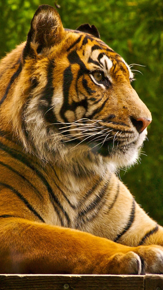 Tiger laying wooden platform forest - animal photography free wallpaper for mobile