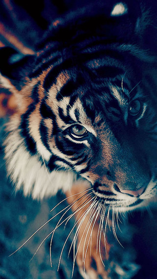 Tiger rock looking distance blurry - animal photography free wallpaper for mobile