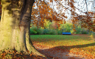 Park bench tree fall leaves - boetius adamsz bolswert free wallpaper