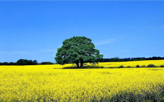Lone tree yellow flowers blue - under a blue sky free wallpaper