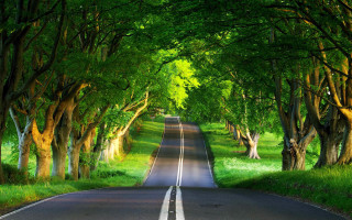 Road trees grass nature scenery - a line of trees free wallpaper