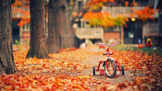 Red bicycle autumn leaves park - tree and buildings free wallpaper