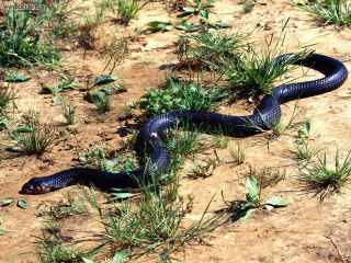 Blue snake curled grass cobra - david young cameron free wallpaper