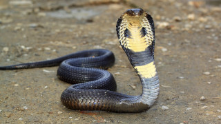 Snake yellow stripe black snake - a snake free wallpaper