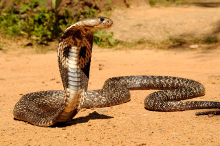 Snake laying ground tail curled - front view free wallpaper