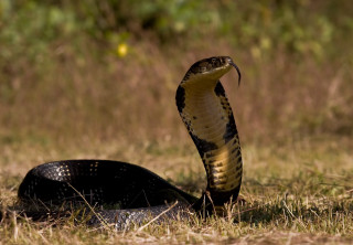 Snake laying ground mouth open - its head in free wallpaper
