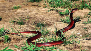 Red snake curled grass desert - photoreal free wallpaper