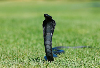 Black snake grass tongue out - front view free wallpaper
