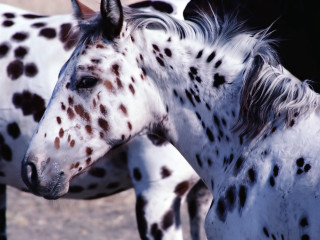 Spotted horse black spot white - pointillism free wallpaper