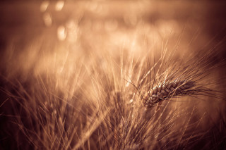 Wheat closeup grass field blurry - bernd fasching free wallpaper
