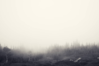 Foggy forest black white bench - a foggy forest free wallpaper