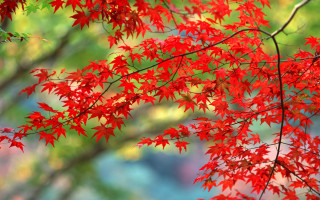 Red tree leaves foreground blurry - a red tree free wallpaper