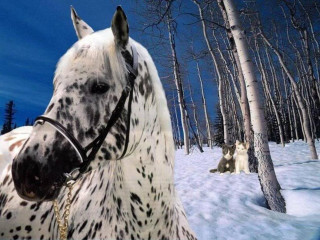 White black horse snow forest - amazing free wallpaper