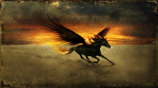 Winged horse running desert sunset - wing free wallpaper for desktop