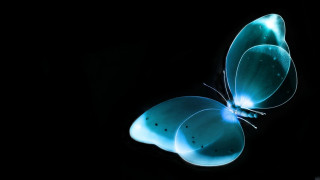 Blue butterfly flying wings spread - a blue butterfly free wallpaper