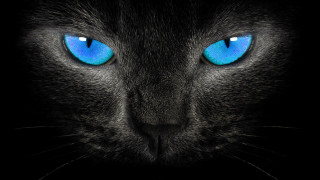 Black cat blue eyes camera - a black cat free wallpaper