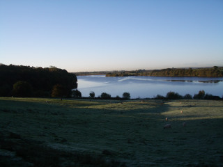 Lake forest field sheep sky - sheep free wallpaper