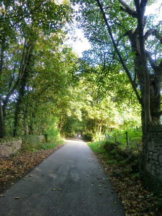 Road trees stonewall tiltshift forest - free autumn wallpaper for mobile