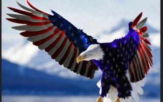 Bald eagle patriotic flag wings - bald free wallpaper