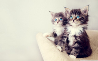 Kittens cat bed blue eyes 2 - blue eye free wallpaper