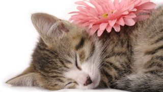 Cat sleeping pink flower white - its eye free wallpaper