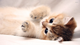 Kitten playing paw white sheet - a white sheet free wallpaper