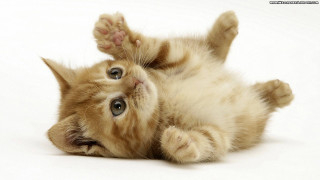 Kitten rolling back paws up 2 - its front paw free wallpaper