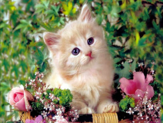 Kitten basket flowers greenery wide - a kitten free wallpaper
