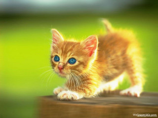 Kitten blue eyes wooden post - a small kitten free wallpaper