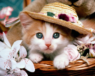Kitten hat basket flowers teddy 2 - a blue eye free wallpaper