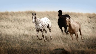 Horses running tallgrass drygrass blue - dry grass free wallpaper