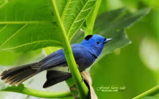 Blue bird green branch sunlight - charles bird king free wallpaper