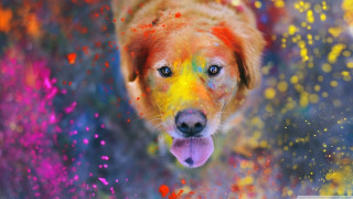 Colorful dog happy face powder - colour free wallpaper for desktop