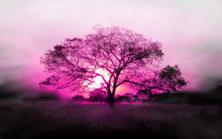 Tree field pink sky pink 2 - a tree in a field free wallpaper