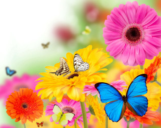 Flowers butterfly white background green - over them free wallpaper