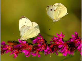 Butterflies sitting flower branch together - two butterfly free wallpaper