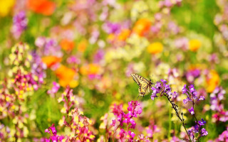 Butterfly flower field background blurry - other flower free wallpaper