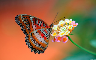 Butterfly sitting flower blurry background 2 - arie smit free wallpaper