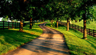 Dirt road fence trees grass 3 - a fence and trees free wallpaper