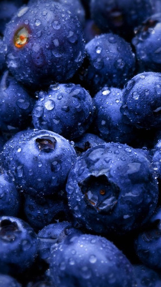 Blueberries closeup water droplets fresh - water droplet free wallpaper for mobile
