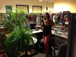 Woman office plant corner computer - the desk free wallpaper