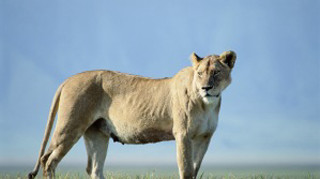 Large lion grassy field blue - a grassy field free wallpaper